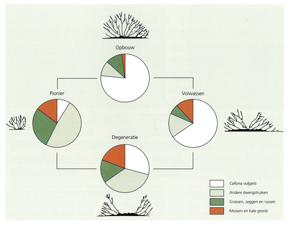 Cyclische successiestadia in 4 fasen bij Calluna vulgaris (uit Burrows, 1990)