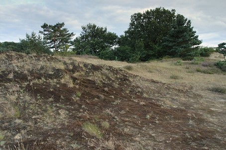 Voorbeeld van een psammofiele buntgrasvegetatie (2330_bu) op stuifzandbodem, met een typisch duinreliëf, doch in een gefixeerd stadium met weinig open zand